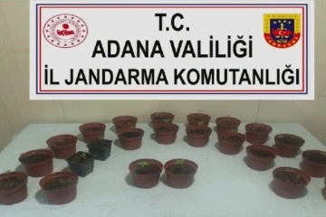 Kaçan otomobilde 23 saksı kenevir ele geçirildi