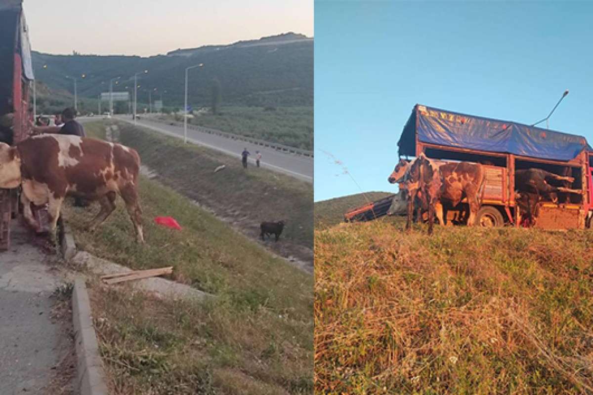 Kamyonet kasasında boğa güreşi