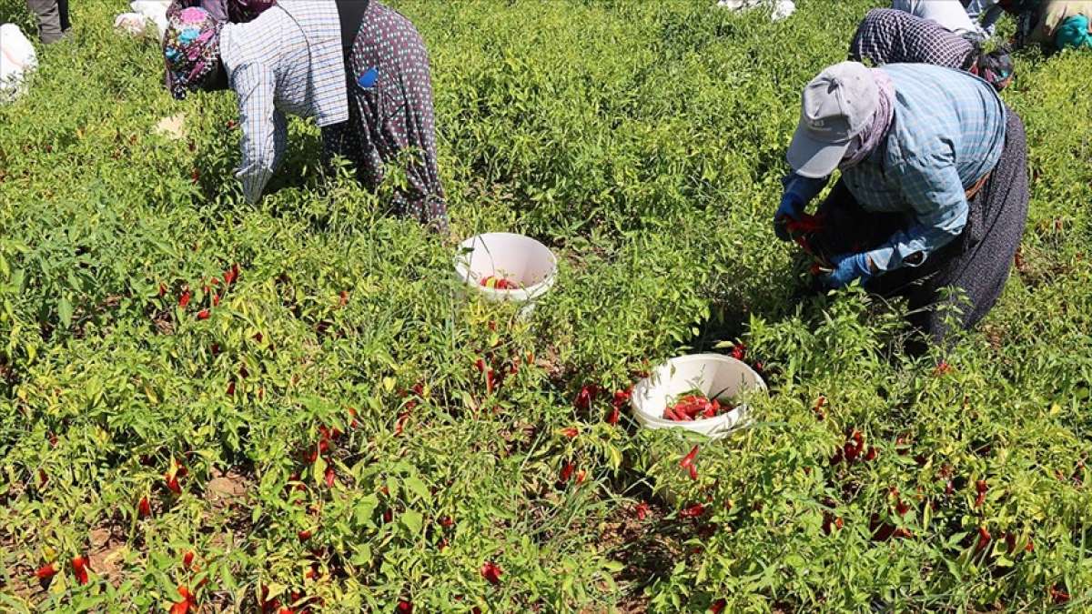 Kilis'in 'biberci' köyünde 'acı mesai' başladı