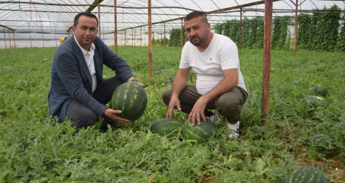 Kilogramı 6 TL olan ilk hasat karpuz, üreticinin yüzünü güldürdü