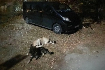 Köpekleriyle tırmanışa geçti, köpekleri geldi, kendisi dönmedi