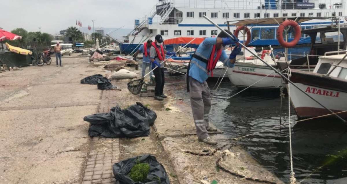 Körfez'deki deniz marulları temizleniyor