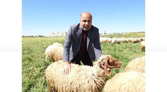 Koyun Keçi Yetiştiricileri Birliği Başkanı'ndan zincir marketlere kurbanlık fiyat tepkisi 