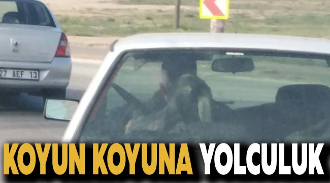 Koyun koyuna yolculuk