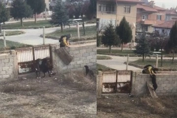 Küçük çocuğun köpek sevgisi görenlerin içini ısıttı