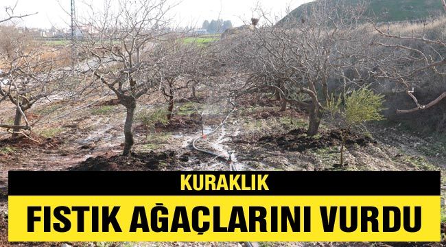 Kuraklık fıstık ağaçlarını vurdu