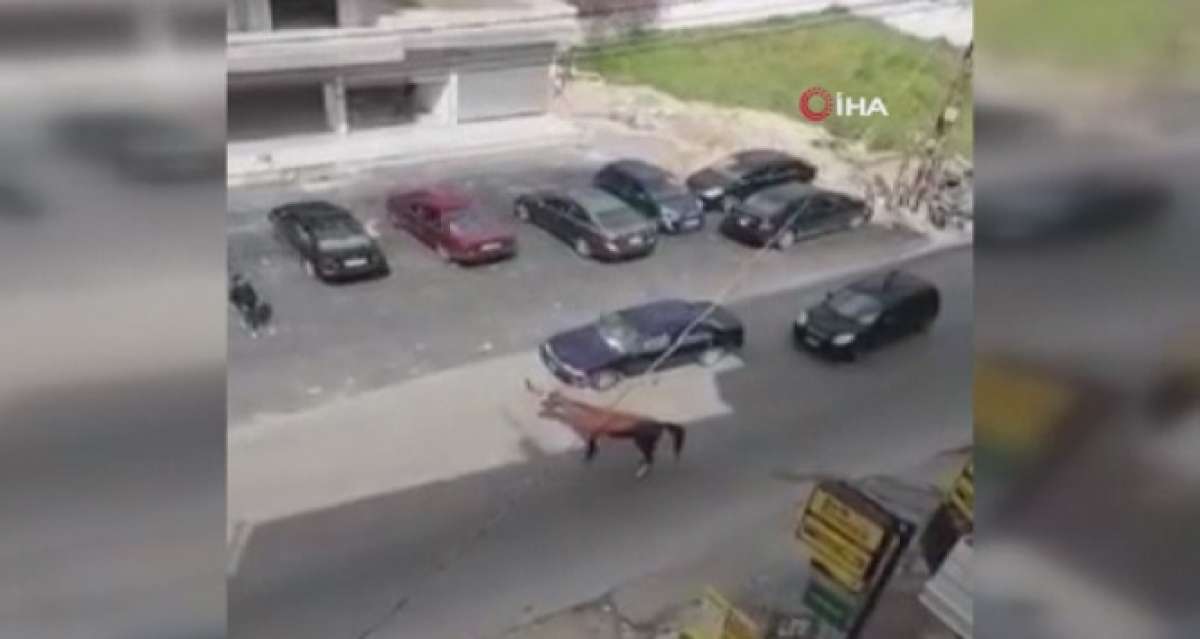 Lübnan'da başıboş at otomobile çarptı