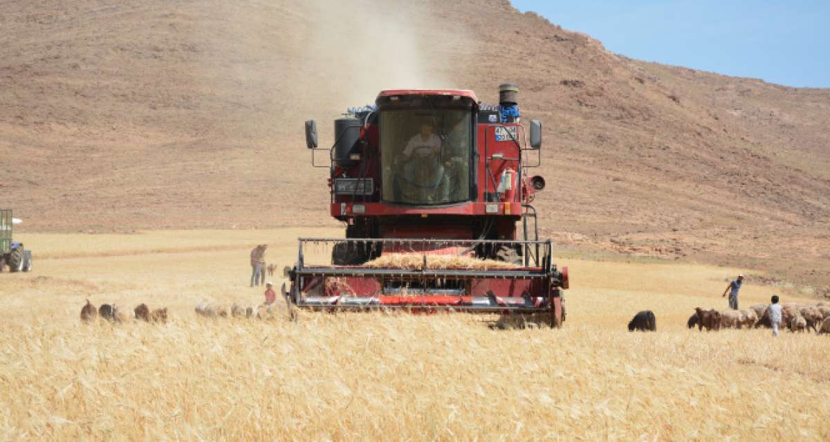 Mardin'de kuraklık nedeniyle mercimek hasadına erken başlandı