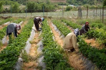 Marka haline gelen Sason çileğinde yılın son hasadına başlandı