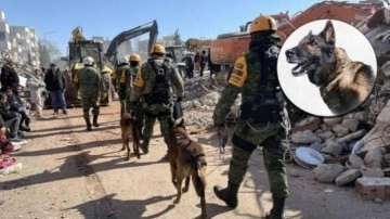 Meksika&rsquo;dan gelen kurtarma köpeği "Proteo" öldü