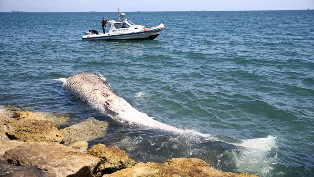 Mersin sahiline 14 metrelik oluklu balina vurdu