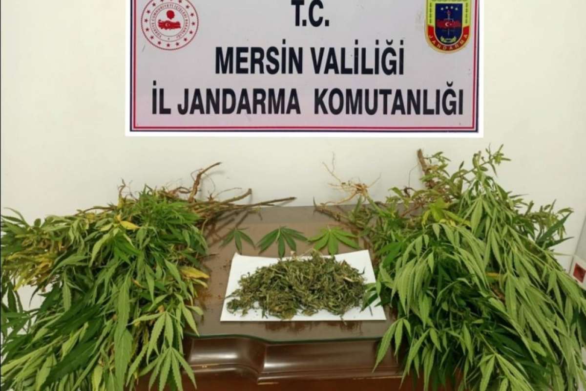 Mersin'de 57 kök kenevir bitkisi ele geçirildi