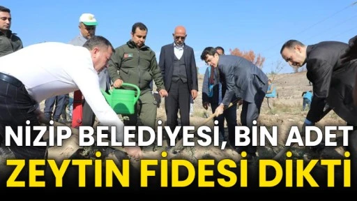 Nizip Belediyesi, bin adet zeytin fidesi dikti