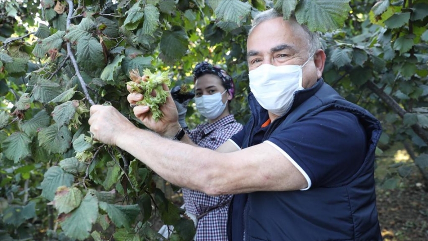 Ordu Büyükşehir Belediye Başkanı Güler: TMO'nun fındık alım süresini uzatması piyasayı rahatlat