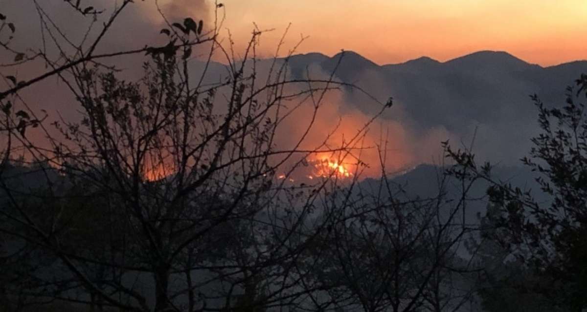 Pendik'te orman yangınına havadan ve karadan müdahale