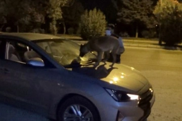 Polisin dikkatini çekmemek için her yolu denedi ama Tina geçit vermedi