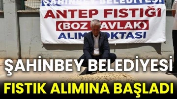 Şahinbey Belediyesi fıstık alımına başladı