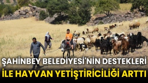 Şahinbey Belediyesi'nin destekleri ile hayvan yetiştiriciliği arttı