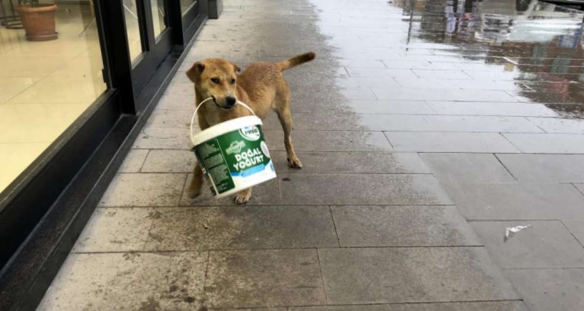 Sevimli köpeğin kovayla oyunu tebessüm ettirdi