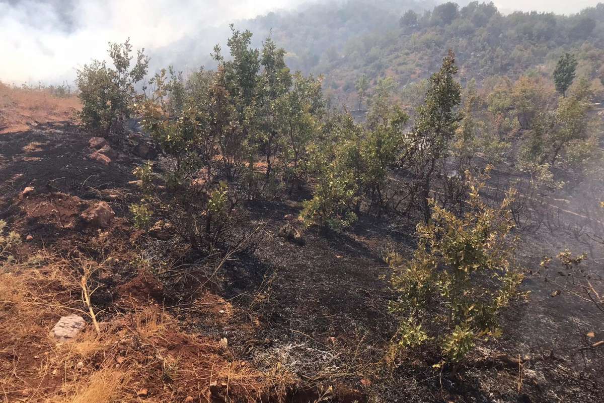 Siirt'teki orman yangını kontrol altına alındı