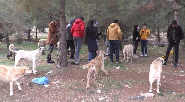 Sokak hayvanlarını kısıtlamada yalnız bırakmadılar