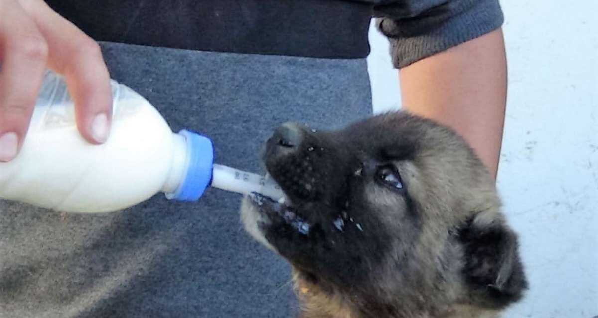 Sokakta bulduğu yavru köpeği biberonla besliyor