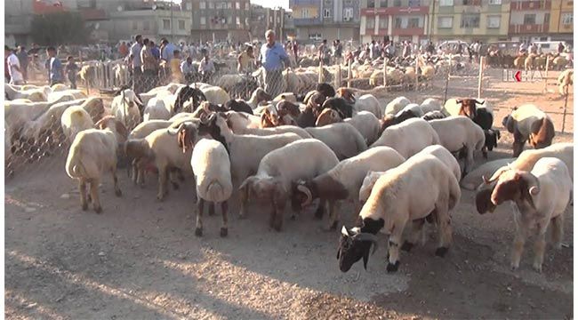 Son Dakika: Gaziantep'te Kurbanlıklar elde kaldı...Yetiştiriciler Dert Yandı!