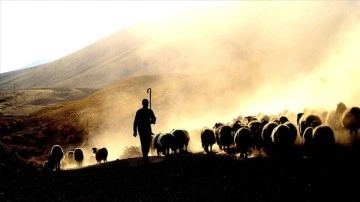 Tarımsal desteklerde gelecek yıl aslan payı hayvancılığın