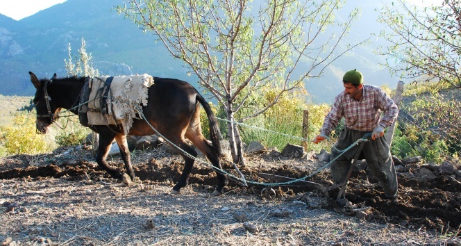 Teknolojinin giremediği arazilerde kara saban ve öküzler çiftçinin imdadına yetişiyor