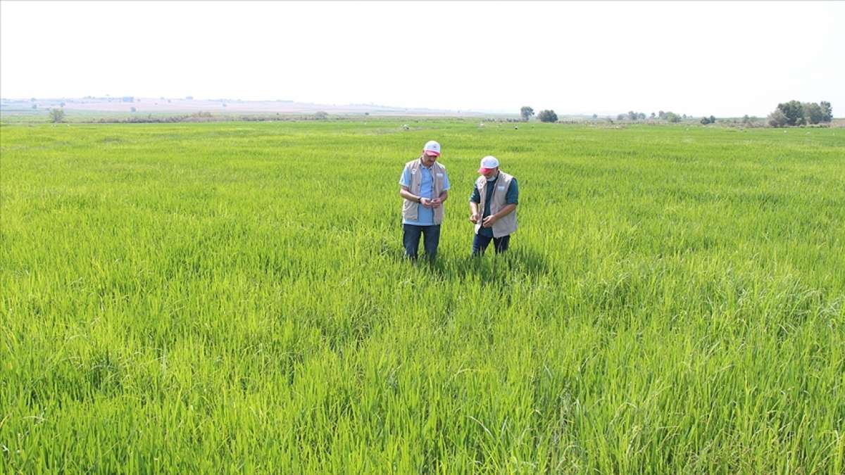 Türkiye'nin çeltik ambarı Edirne'de sıcak hava gelişim dönemindeki çeltiği etkilemedi