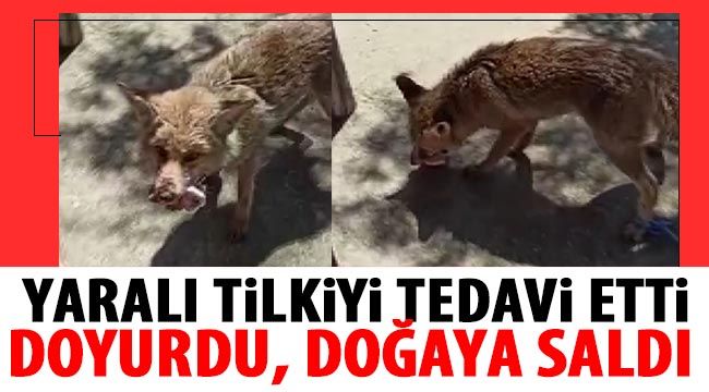 Yaralı tilkiyi tedavi etti, doyurdu, doğaya saldı 