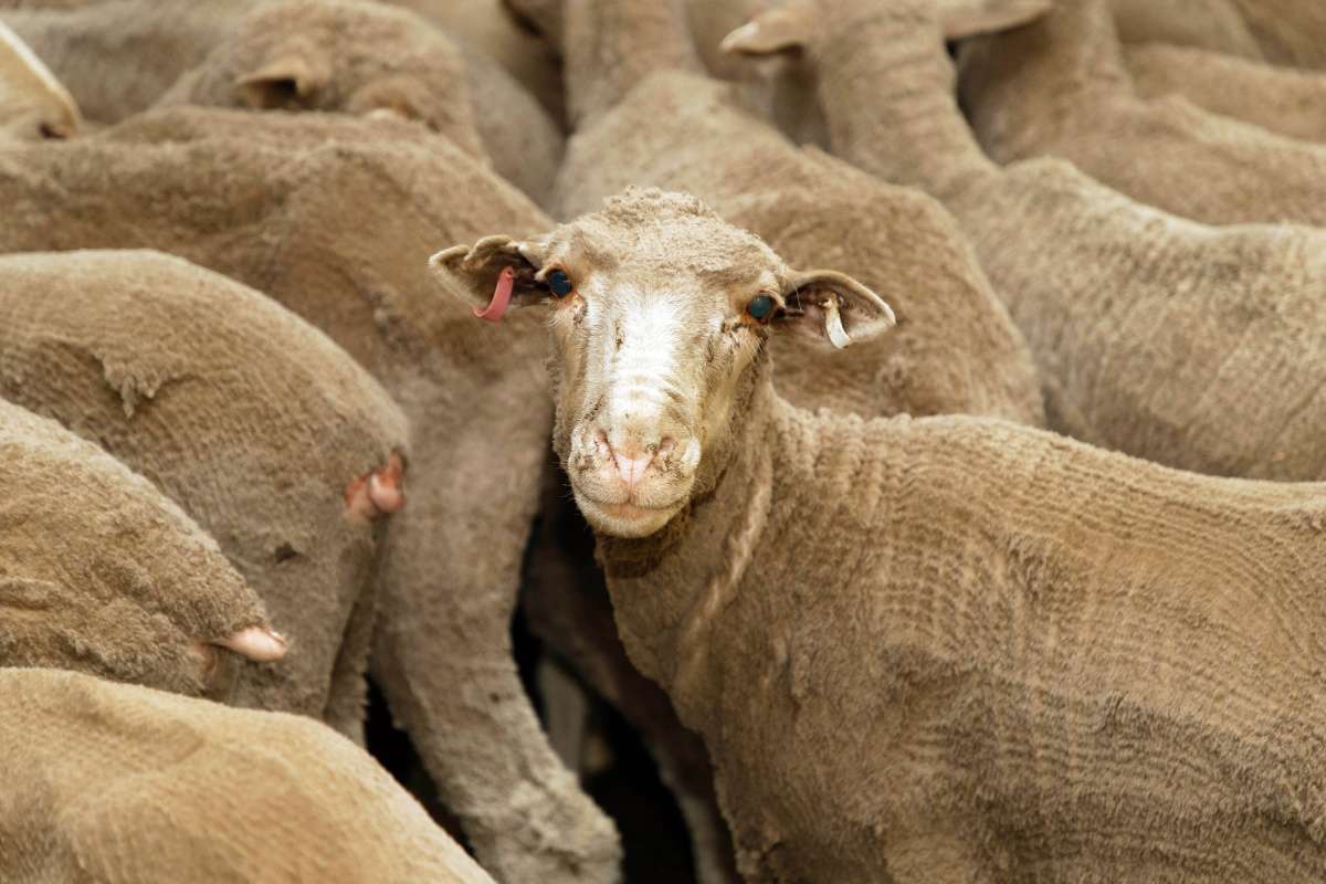 Yeni Zelanda'da 226 koyuna hastalık nedeniyle ötenazi yapıldı